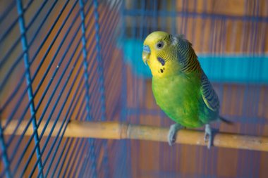 Muhabbet kuşları. Yeşil dalgalı papağan kafeste oturuyor. Gül Suratlı Muhabbet Kuşu bir kafeste. Kuşlar ayrılmaz. Kafesteki Budgerigar. Kuş kafesinde muhabbet kuşu muhabbeti. Papağan