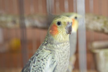 Muhabbet kuşları. Yeşil dalgalı papağan kafeste oturuyor. Gül Suratlı Muhabbet Kuşu bir kafeste. Kuşlar ayrılmaz. Kafesteki Budgerigar. Kuş kafesinde muhabbet kuşu muhabbeti. Papağan