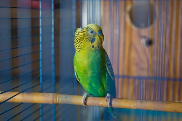 Papoušci. Zelený vlnitý papoušek sedí v kleci. Rosy Faced Lovebird papoušek v kleci. Neoddělitelní ptáci. Budgerigar v kleci. Papoušek Budgie v kleci na ptáky. Papoušek — Stock fotografie