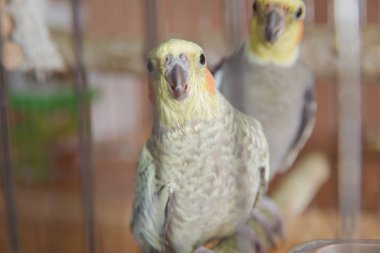 Muhabbet kuşları. Yeşil dalgalı papağan kafeste oturuyor. Gül Suratlı Muhabbet Kuşu bir kafeste. Kuşlar ayrılmaz. Kafesteki Budgerigar. Kuş kafesinde muhabbet kuşu muhabbeti. Papağan