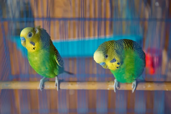Parakiter. Grön vågig papegoja sitter i en bur. Rosy Faced Lovebird papegoja i en bur. fåglar oskiljaktiga. Budgerigar på buren. Budgie parakit i fågelbur. Papegoja — Stockfoto