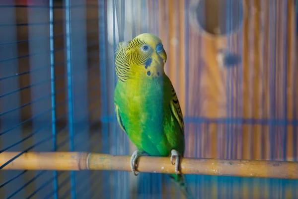 Parakiter. Grön vågig papegoja sitter i en bur. Rosy Faced Lovebird papegoja i en bur. fåglar oskiljaktiga. Budgerigar på buren. Budgie parakit i fågelbur. Papegoja — Stockfoto