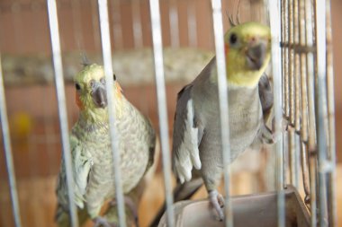 Muhabbet kuşları. Yeşil dalgalı papağan kafeste oturuyor. Gül Suratlı Muhabbet Kuşu bir kafeste. Kuşlar ayrılmaz. Kafesteki Budgerigar. Kuş kafesinde muhabbet kuşu muhabbeti. Papağan