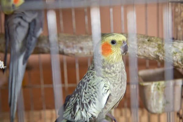 Parakiter. Grön vågig papegoja sitter i en bur. Rosy Faced Lovebird papegoja i en bur. fåglar oskiljaktiga. Budgerigar på buren. Budgie parakit i fågelbur. Papegoja — Stockfoto