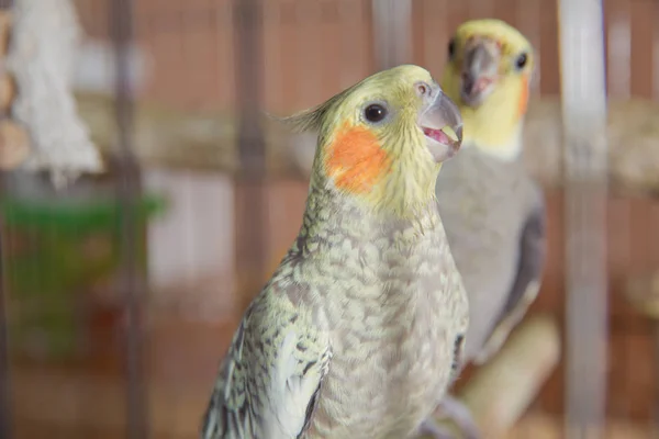 Papoušci. Zelený vlnitý papoušek sedí v kleci. Rosy Faced Lovebird papoušek v kleci. Neoddělitelní ptáci. Budgerigar v kleci. Papoušek Budgie v kleci na ptáky. Papoušek — Stock fotografie