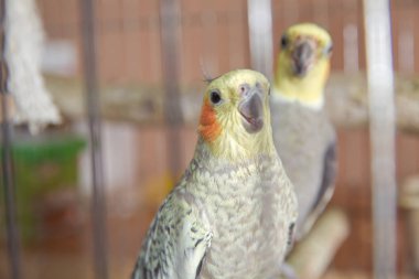 Muhabbet kuşları. Yeşil dalgalı papağan kafeste oturuyor. Gül Suratlı Muhabbet Kuşu bir kafeste. Kuşlar ayrılmaz. Kafesteki Budgerigar. Kuş kafesinde muhabbet kuşu muhabbeti. Papağan