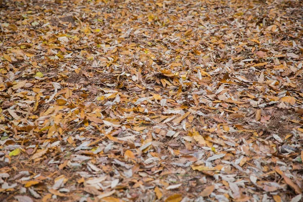 Background of colorful autumn leaves on forest floor . Abstract autumn leaves in autumn suitable as background . Autumn leaves on a meadow . Yellow leaves on the floor . — Stock Photo, Image