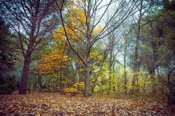 Fundo de folhas de outono coloridas no chão da floresta. Outono abstrato folhas no outono adequado como fundo. Folhas de outono em um prado. Folhas amarelas no chão  . — Fotografia de Stock