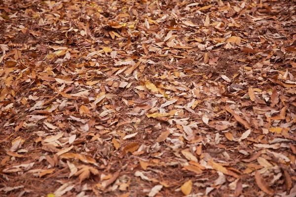Fondo de coloridas hojas de otoño en el suelo del bosque. Hojas abstractas de otoño en otoño adecuadas como fondo. El otoño se va en un prado. Hojas amarillas en el suelo  . — Foto de Stock