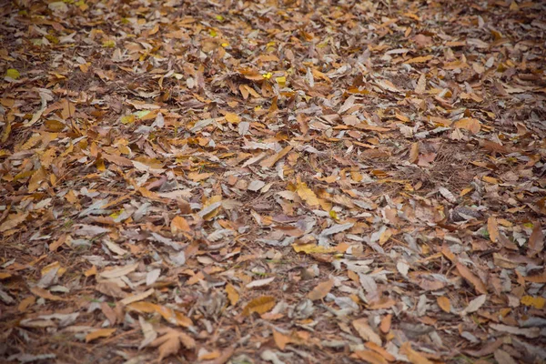 Tło kolorowych jesiennych liści na leśnej podłodze. Streszczenie jesienne liście jesienią nadaje się jako tło. Jesienne liście na łące. Żółte liście na podłodze . — Zdjęcie stockowe