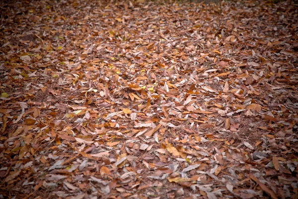 Sfondo di foglie autunnali colorate sul pavimento della foresta. Astratto autunno foglie in autunno adatto come sfondo. Foglie di autunno su un prato. Foglie gialle sul pavimento  . — Foto Stock