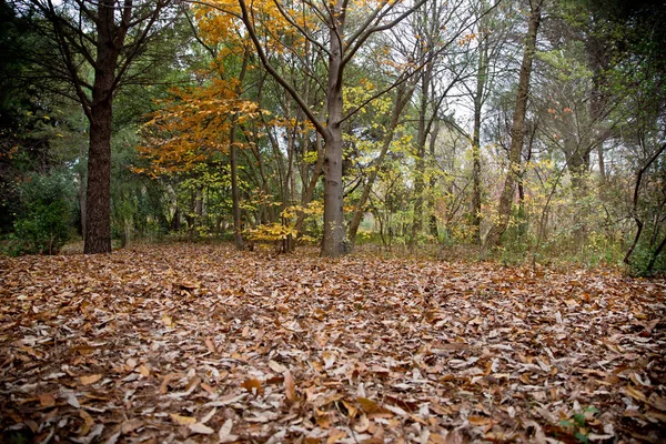 Fundo de folhas de outono coloridas no chão da floresta. Outono abstrato folhas no outono adequado como fundo. Folhas de outono em um prado. Folhas amarelas no chão  . — Fotografia de Stock