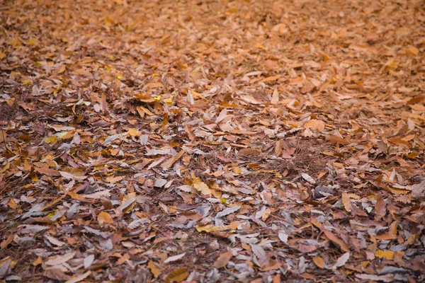 Achtergrond van kleurrijke herfstbladeren op de bosbodem. Abstracte herfstbladeren in de herfst geschikt als achtergrond. Herfst bladeren op een weide. Gele bladeren op de vloer . — Stockfoto