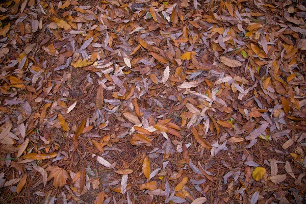 Fond de feuilles d'automne colorées sur le sol forestier. Feuilles d'automne abstraites en automne appropriées comme arrière-plan. L'automne part sur une prairie. Feuilles jaunes sur le sol  . — Photo