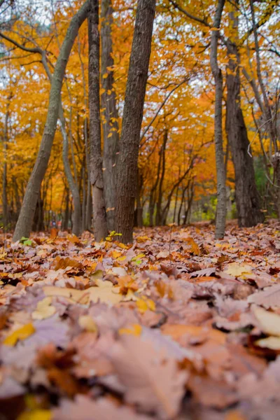 Fondo de coloridas hojas de otoño en el suelo del bosque. Hojas abstractas de otoño en otoño adecuadas como fondo. El otoño se va en un prado. Hojas amarillas en el suelo  . —  Fotos de Stock