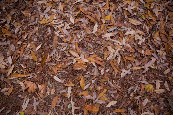 Фон красочных осенних листьев на лесной подстилке. Абстрактные осенние листья осенью подходят в качестве фона. Осенние листья на лугу. Желтые листья на полу  . — стоковое фото