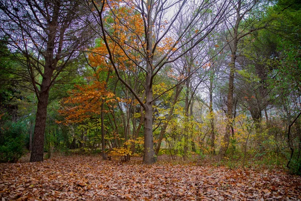 Fondo de coloridas hojas de otoño en el suelo del bosque. Hojas abstractas de otoño en otoño adecuadas como fondo. El otoño se va en un prado. Hojas amarillas en el suelo  . —  Fotos de Stock