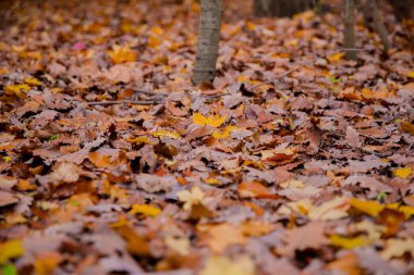 Orman zeminindeki renkli sonbahar yapraklarının arka planı. Sonbaharda arkaplan olarak uygun olan soyut sonbahar yaprakları. Çayırda sonbahar yaprakları. Yerde sarı yapraklar var. .