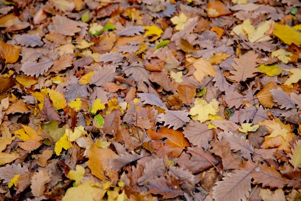 Fundo de folhas de outono coloridas no chão da floresta. Outono abstrato folhas no outono adequado como fundo. Folhas de outono em um prado. Folhas amarelas no chão  . — Fotografia de Stock