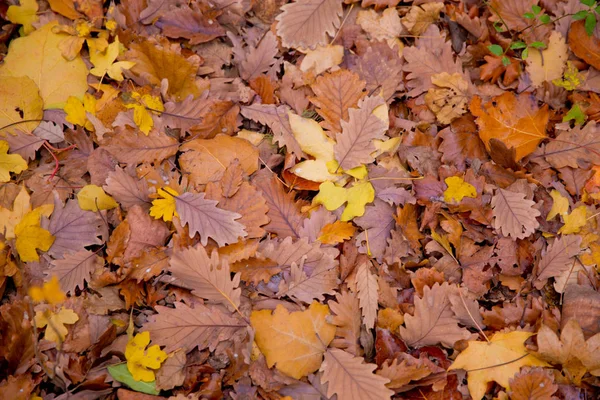 Fundo de folhas de outono coloridas no chão da floresta. Outono abstrato folhas no outono adequado como fundo. Folhas de outono em um prado. Folhas amarelas no chão  . — Fotografia de Stock
