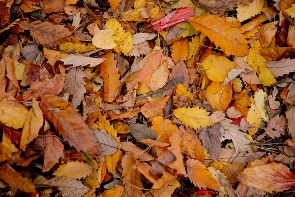 Fundo de folhas de outono coloridas no chão da floresta. Outono abstrato folhas no outono adequado como fundo. Folhas de outono em um prado. Folhas amarelas no chão  . — Fotografia de Stock