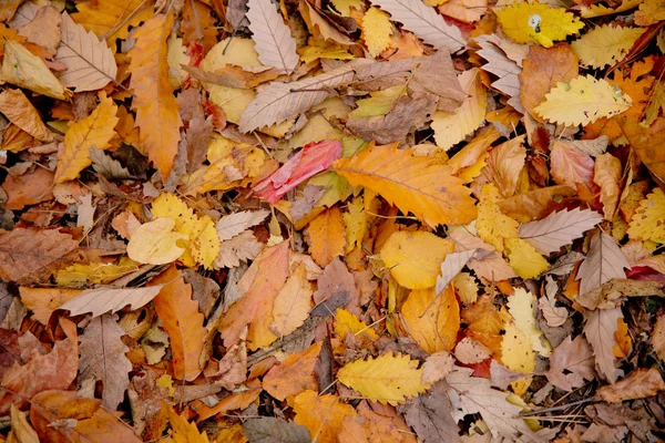 Achtergrond van kleurrijke herfstbladeren op de bosbodem. Abstracte herfstbladeren in de herfst geschikt als achtergrond. Herfst bladeren op een weide. Gele bladeren op de vloer . — Stockfoto