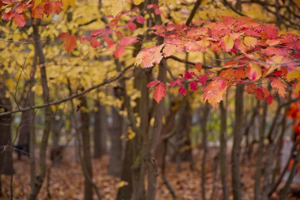 Las hojas abstractas amarillas y rojas otoñales en otoño .una hoja roja otoñal sobre un árbol. Colorido follaje en el parque. La caída deja un fondo natural. Fondo de hojas coloridas de otoño en el suelo del bosque  . —  Fotos de Stock