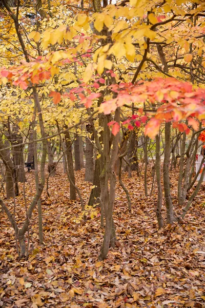 Las hojas abstractas amarillas y rojas otoñales en otoño .una hoja roja otoñal sobre un árbol. Colorido follaje en el parque. La caída deja un fondo natural. Fondo de hojas coloridas de otoño en el suelo del bosque  . —  Fotos de Stock