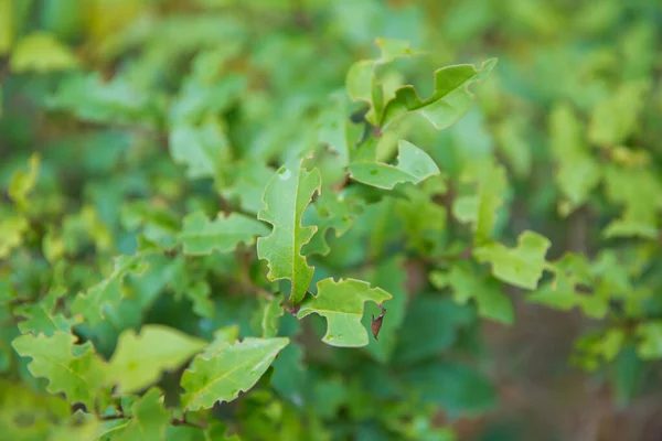 Ligustrum lucidum. Ligustrum lucidum часто используется в качестве декоративного дерева, иногда в различных формах. Восковой лигуструм зелёный  . — стоковое фото