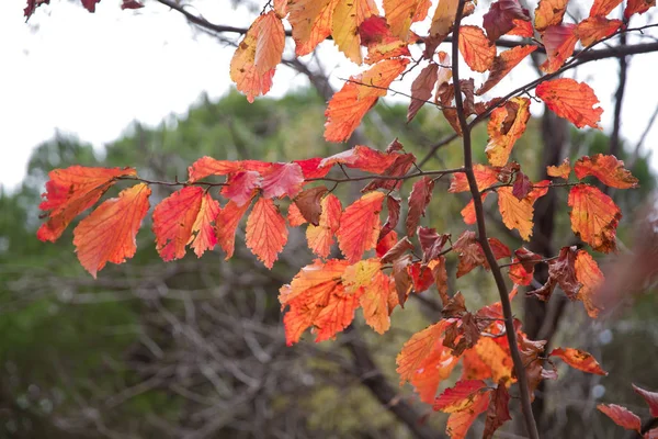 Abstrakte gelbe und rote Herbstblätter im Herbst. Ein rotes Herbstblatt auf einem Baum. Buntes Laub im Park. fallende Blätter natürlichen Hintergrund. Hintergrund der bunten Herbstblätter auf dem Waldboden . — Stockfoto