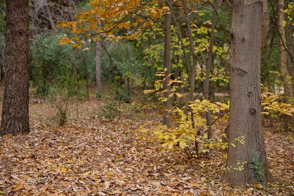 Fondo de coloridas hojas de otoño en el suelo del bosque. Hojas abstractas de otoño en otoño adecuadas como fondo. El otoño se va en un prado. Hojas amarillas en el suelo  . —  Fotos de Stock