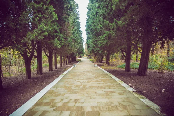 The stone path inside the park . stone path between pine trees . — Stock Photo, Image