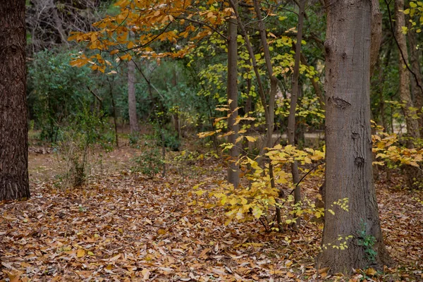 Fondo de coloridas hojas de otoño en el suelo del bosque. Hojas abstractas de otoño en otoño adecuadas como fondo. El otoño se va en un prado. Hojas amarillas en el suelo  . — Foto de Stock