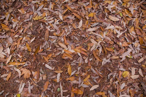 Background of colorful autumn leaves on forest floor . Abstract autumn leaves in autumn suitable as background . Autumn leaves on a meadow . Yellow leaves on the floor . — Stock Photo, Image