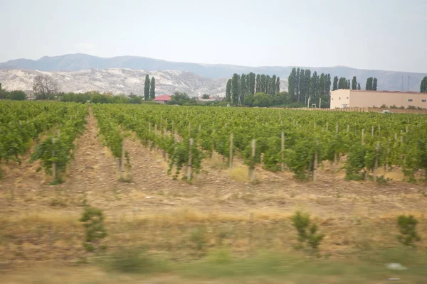 Hinter dem Weinberg gibt es Dörfer und Berge. Das Foto wurde in Azerbaijan aufgenommen, als es keinen Sonnenschein gab. Traubenfeld. wunderschöne Landschaft der Weinberge. — Stockfoto