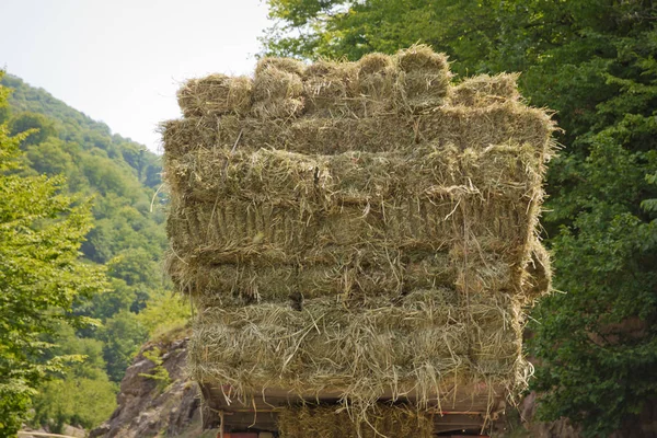 Po żniwach. Wczesna jesień. Ciężarówka przewozi siano. lotniskowiec siana na drodze międzymiastowej. Ciężarówka przewozi rolki siana na tle lasu i gór. — Zdjęcie stockowe