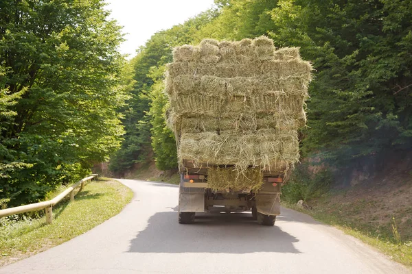 Μετά τη συγκομιδή. Νωρίς το φθινόπωρο. Το φορτηγό κουβαλάει σανό. φορέας σανού στο υπεραστικό δρόμο. Το φορτηγό μεταφέρει ρολά σανού στο φόντο του δάσους και των βουνών. — Φωτογραφία Αρχείου