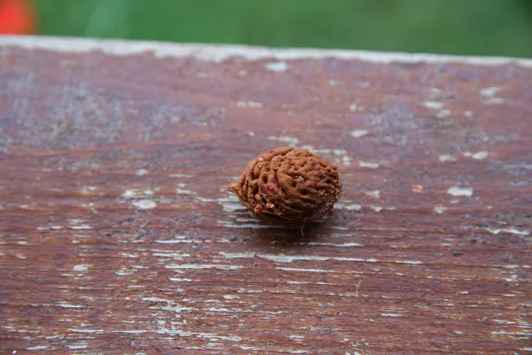 Pêssego pit closeup isolado em fundo de madeira. pedra de fruta de pêssego isolado no fundo de madeira  . — Fotografia de Stock