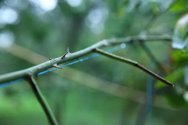 stem of rose bush with thorns . part of the stem roses with thorns . prickly branche of a rose bush close up growing in the garden on a blurred background. Rose branch with thorns .