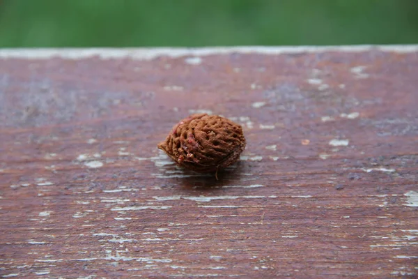 Persika grop närbild isolerad på trä bakgrund. persika frukt sten isolerad på trä bakgrund . — Stockfoto