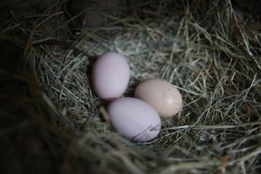 egg circle on straw fresh chicken eggs with nest, A pile of brown eggs in a nest . chicken eggs in the nest .