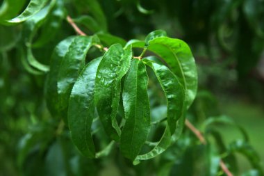 Hasta, buruşuk yeşil yapraklar ve bahçedeki nektarin meyveleri yakın çekim makrosunda. Bir damla yaprak.