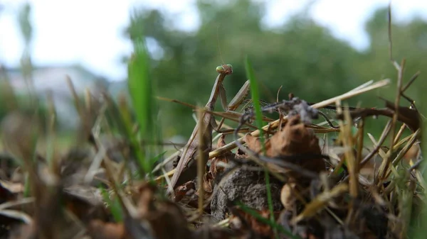Europeisk mantis religiosa sitter på gräs. Europeiska Mantis klamrar sig fast vid en grässtrå. Den gröna gräshoppan tittar på kameran.. — Stockfoto