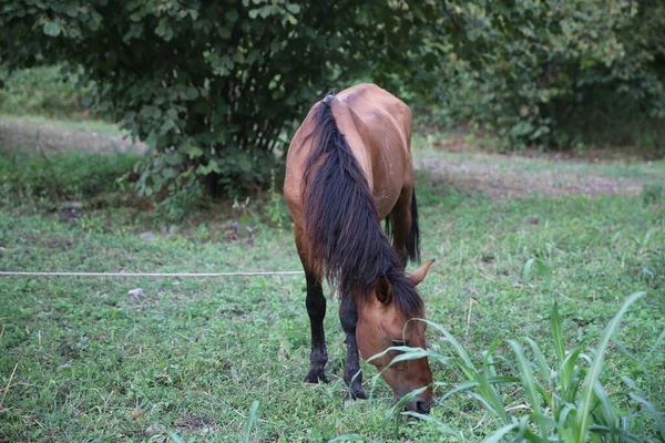 Ritratto di cavallo bruno al pascolo in un prato. cavallo al guinzaglio mangia erba primo piano. Singolo cavallo di montagna locale marrone legato con tronco d'albero mangiare erba verde all'aperto  . — Foto Stock