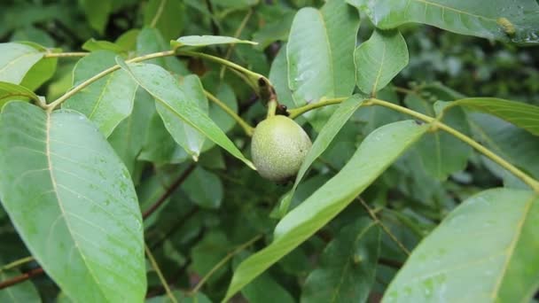 Nogal Nueces Verdes Árbol Rama Nogal Con Fruta — Vídeo de stock