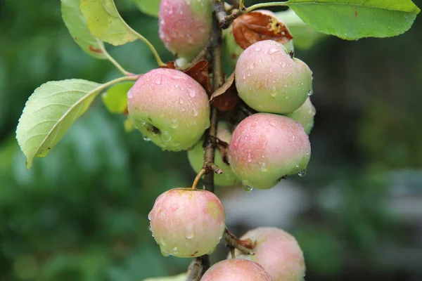 Блискучі смачні яблука, що висять з гілки дерева в яблучному саду. Червоне стигле яблуко в росі після дощу на дереві м'яка огорожа на фоні. Червоне смачне яблуко з краплями води . — стокове фото