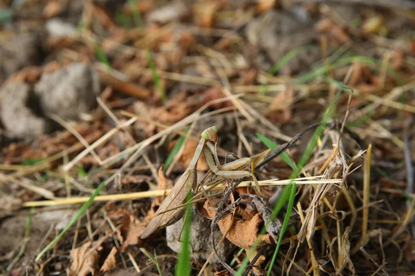 Europeu mantis religiosa sentado na grama. A Mantis europeia agarra-se a um talo de relva. O gafanhoto verde olha para a câmera . — Fotografia de Stock