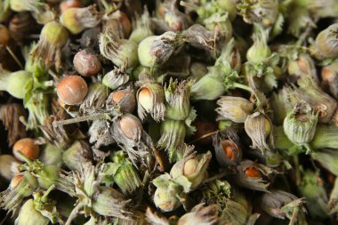 Olgunlaşmamış yeşil fındıklar. Yeşil vahşi fındık. Arka planda organik ve taze fındıklar. .