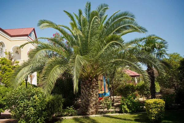 Flair mediterraneo a Palma. Palme nel cortile della casa. Casa ai tropici. Appartamento. Belle palme verdi vicino a edificio antico  . — Foto Stock