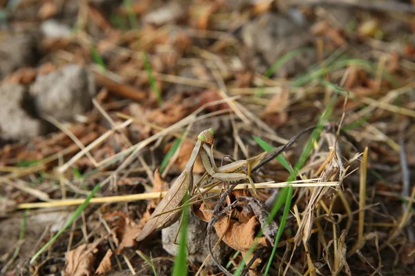 European mantis religiosa sitting on grass . European Mantis clinging to a stalk of grass . The green grasshopper looks at the camera.